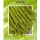 Grüner_Spargel