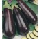 Aubergine_Halblange_Violette