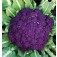 Violetter_Blumenkohl_Winter_Purple_Cape