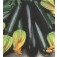 Zucchini_Biosamen_Black_Beauty