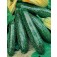 Zucchini_Primula