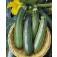 Zucchini_All_Green_Bush