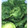Salat_Eisbergsalat_Iceberg_2