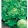 Salat_Eisbergsalat_Webbs_Wonderful