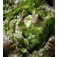 Salat Kopfsalat_Wunder_der_vier_Jahreszeiten_Biosamen