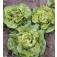 Salat_Kopfsalat_Tom_Thumb