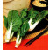 Pak_Choi_Ivory_Chinesicher_Senfkohl