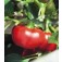 Paprika_Topepo_Rosso