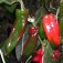 Paprika_Lipari_F1