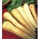 BIOSAATGUT_Pastinake_Tender&True