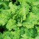 Pflücksalat_Schnittsalat_Australische_Gelbe 