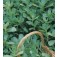 Gemüsesamen_Portulak_Portulaca oleracea