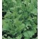 Rucola_Organic_Biosamen