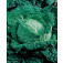 Wirsing_Savoy_King