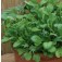 Salat_mix_Mild