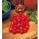 Tomaten_Balkontomate_Garden_Pearl