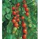 Tomaten_Gardeners_Delight