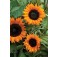 Helianthus_annuus_Copper_Queen_Sonnenblume