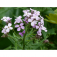 Hesperis_Mondviole
