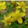 Johanniskraut_Hypericum_perforatum