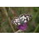 Schmetterlingspflanze_kollektion_Schmetterling