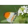 Schmetterling_Blumenmix_Carrie_Ann