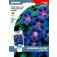 Ipomoea_purpurea_Grandpa_Ott