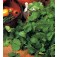 Koriander_Cilantro