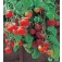 Balkontomate_Tumbling_Tom_Red