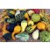 Kalebasse_Warted_Mix_Warzenkürbis