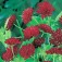 Knautia_macedonica_Mazedonische_Witwenblume