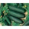 Gurke_Salatgurke_Marketmore