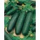 Salatgurke_marketmore_76_F715