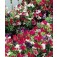 Lathyrus_bijou_Duftwicke