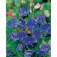 Lathyrus_Blue_velvet_Gartenwicke