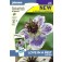 Nigella_delfts_blauw