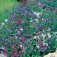 Lobelia_string_of_Pearls