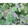 Lunaria Violet