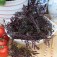 Salat_Brauner_Senf 