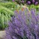 Nepeta_mussinii