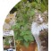 Nepeta_cataria_Katzenminze