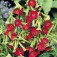 Nicotiana_Grimson_Bedder