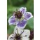 Nigella_delft_blau_J23280