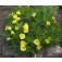 Nachtkerze_Oenothera_missouriensis