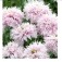 Papaver_Schlafmohn_lilac_pompom