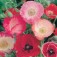 Mohn_Papaver_shirley_single_mix