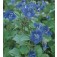 Blauglocke_Phacelia_campanularia_Blue_Wonder