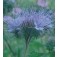 Phacelia_tanacetifolia_Büschelkraut_Bienenfreund_H35250