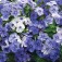 Phlox_drummondii_Moody Blues_F19193