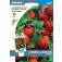 Lampionblume_Physalis_alkekengi